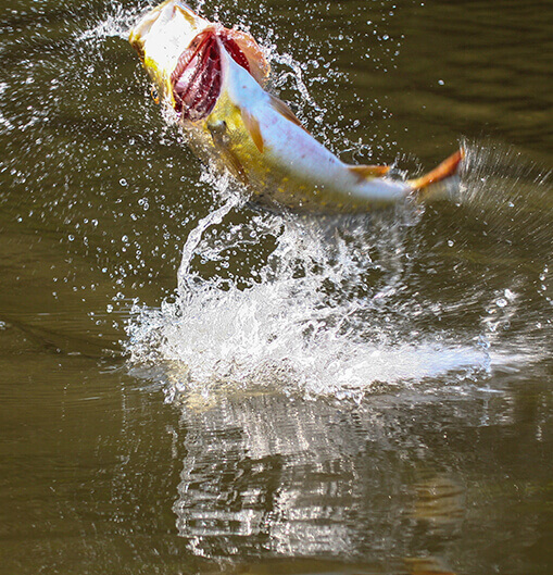 Amazônia: Alto Rio Negro