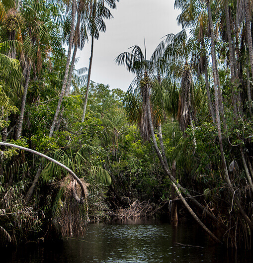 Amazônia: Alto Rio Negro
