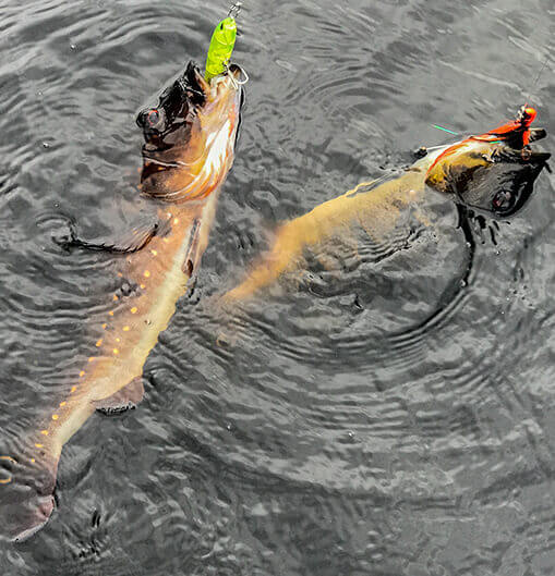 Amazônia: Alto Rio Negro